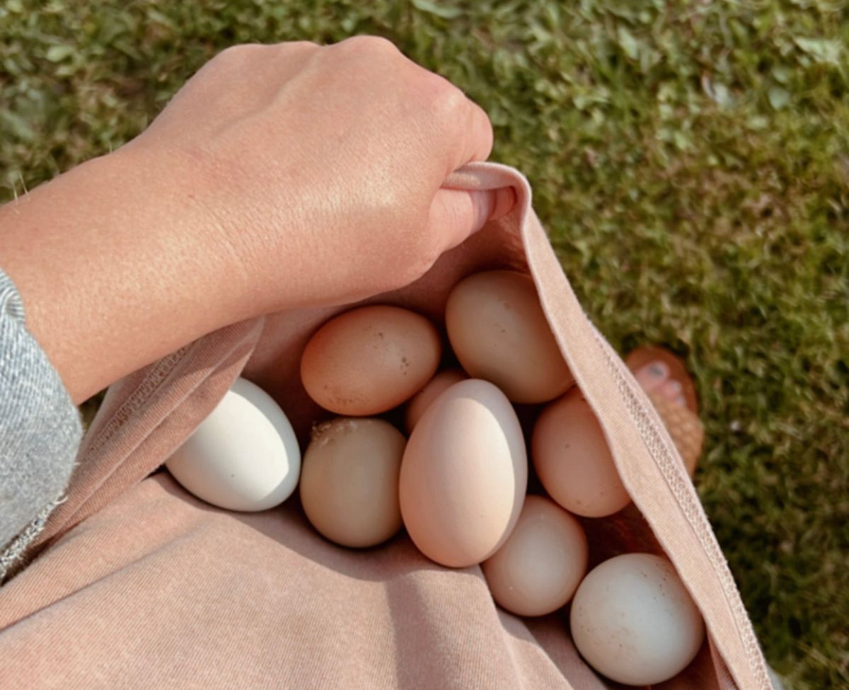 gathered eggs in a shirt
